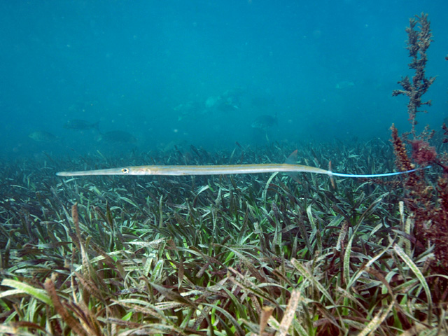 FISTULARIDAE (PESCI FLAUTO)